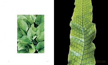 Extraordinary Leaves - Dennis Schrader [KSIĄŻKA]