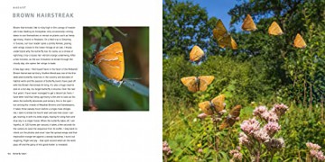 Butterfly Safari - Andrew Fusek-Peters [KSIĄŻKA]