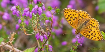 Butterfly Safari - Andrew Fusek-Peters [KSIĄŻKA]