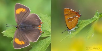 Butterfly Safari - Andrew Fusek-Peters [KSIĄŻKA]