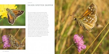 Butterfly Safari - Andrew Fusek-Peters [KSIĄŻKA]