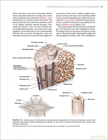 Biomechanics Of Injury - Ronald F. Zernicke [KSIĄŻKA]