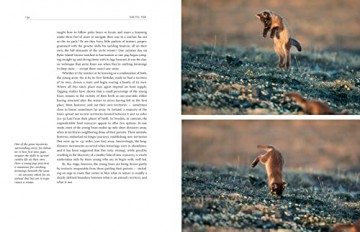 Arctic Fox - Garry Hamilton [KSIĄŻKA]