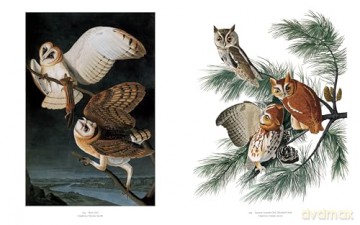 Audubons Birds Of America - Roger Tory Peterson [KSIĄŻKA]