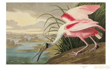 Audubons Birds Of America - Roger Tory Peterson [KSIĄŻKA]