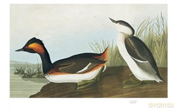 Audubons Birds Of America - Roger Tory Peterson [KSIĄŻKA]