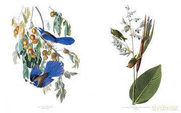 Audubons Birds Of America - Roger Tory Peterson [KSIĄŻKA]