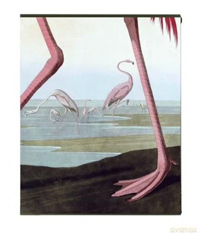 Audubons Birds Of America - Roger Tory Peterson [KSIĄŻKA]
