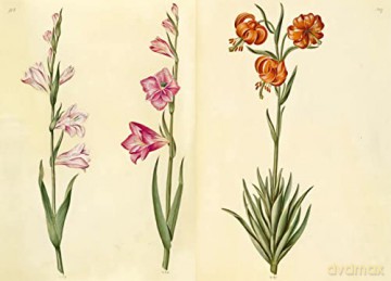 Green Florilegium - Hanne K Poulsen [KSIĄŻKA]