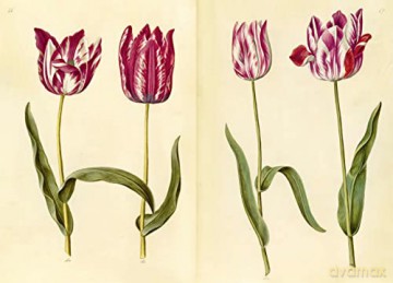 Green Florilegium - Hanne K Poulsen [KSIĄŻKA]