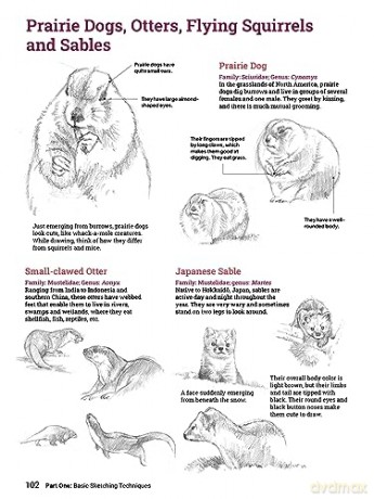 How To Draw Animals - Sadao Naito [KSIĄŻKA]