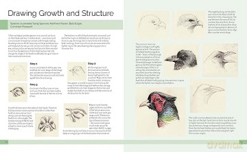 Drawing Birds - Marianne Taylor [KSIĄŻKA]