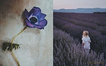 Flowers Of Provence - Jamie Beck [KSIĄŻKA]