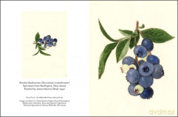 Fruit - Abbeville Press [KSIĄŻKA]
