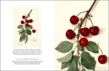 Fruit - Abbeville Press [KSIĄŻKA]