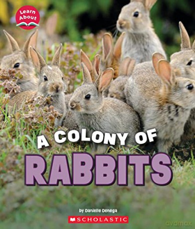 Colony Of Rabbits Learn About Animals - Danielle Denega [KSIĄŻKA]