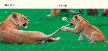 Big Cat L S Nap In It - Caroline Green [KSIĄŻKA]