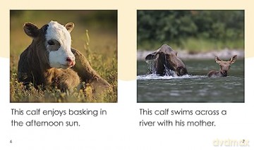 Bath For A Calf - Bronwyn Tainui [KSIĄŻKA]