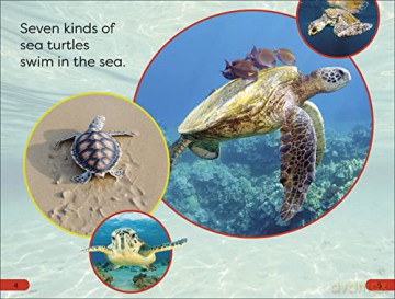Dk Super/Pre Level Save The Sea Turtles - Dk [KSIĄŻKA]