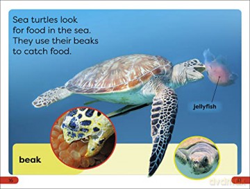Dk Super/Pre Level Save The Sea Turtles - Dk [KSIĄŻKA]