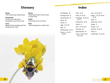 Amazing Bees - Dk [KSIĄŻKA]