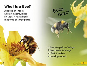 Amazing Bees - Dk [KSIĄŻKA]