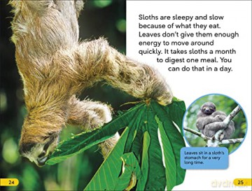 Dk Super Readers Level 2 Sloths - Dk [KSIĄŻKA]
