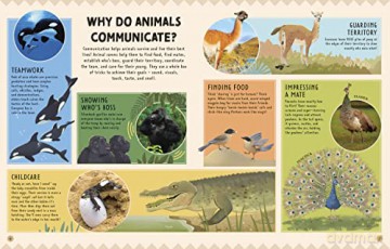Animal Talk - Michael Leach [KSIĄŻKA]