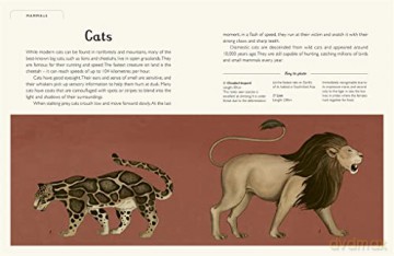 Animalium - Jenny Broom [KSIĄŻKA]