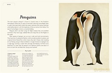 Animalium - Jenny Broom [KSIĄŻKA]