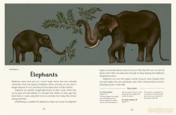 Animalium - Jenny Broom [KSIĄŻKA]