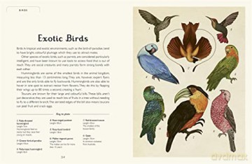Animalium - Jenny Broom [KSIĄŻKA]