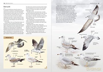 The Gulls Of Europe North Africa And - Peter Adriaens [KSIĄŻKA]