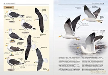 The Gulls Of Europe North Africa And - Peter Adriaens [KSIĄŻKA]