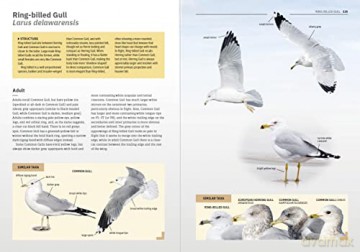 The Gulls Of Europe North Africa And - Peter Adriaens [KSIĄŻKA]