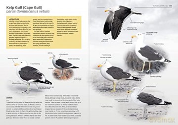 The Gulls Of Europe North Africa And - Peter Adriaens [KSIĄŻKA]