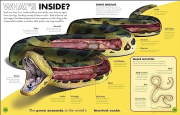 Everything You Need To Know About Snakes - John Woodward [KSIĄŻKA]