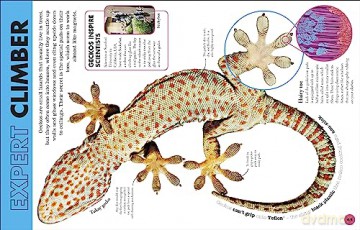 Everything You Need To Know About Snakes - John Woodward [KSIĄŻKA]