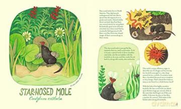 Genius Noses A Curious Animal Compendium - Lena Anlauf [KSIĄŻKA]