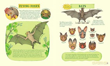 Genius Noses A Curious Animal Compendium - Lena Anlauf [KSIĄŻKA]