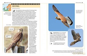 Garden Birds Of Britain Nw Europe - Dominic Couzens [KSIĄŻKA]