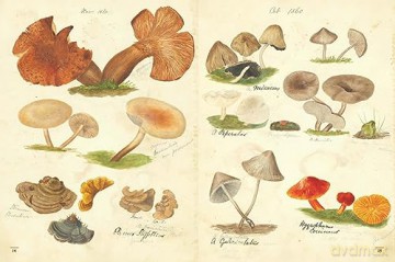 Fungi Collected In Shropshire And O - Lewis M F [KSIĄŻKA]