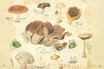 Fungi Collected In Shropshire And O - Lewis M F [KSIĄŻKA]