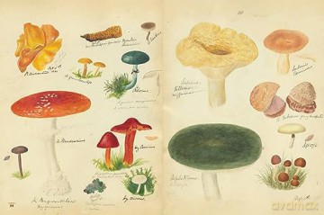 Fungi Collected In Shropshire And O - Lewis M F [KSIĄŻKA]