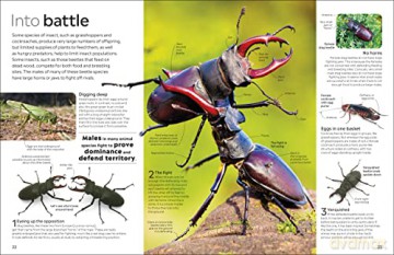 Insect [KSIĄŻKA]