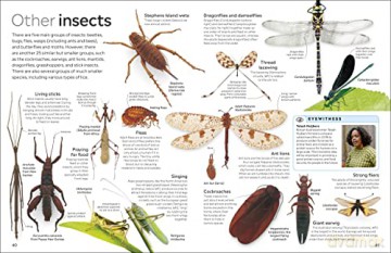 Insect [KSIĄŻKA]