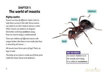Insects Maths Fluency 5 - Rachael Davis [KSIĄŻKA]