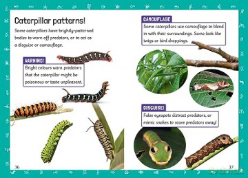 Insects Maths Fluency 5 - Rachael Davis [KSIĄŻKA]