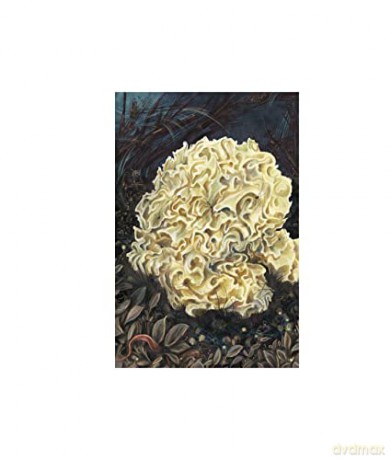 Instant Wall Art Enchanted Mushrooms - Sara Richard [KSIĄŻKA]