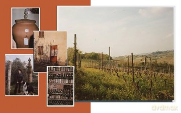 Italian Wine - Shelley Lindgren [KSIĄŻKA]